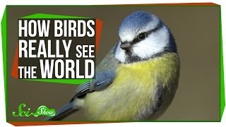 How Birds Really See the World [upl. by Livia18]