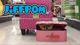 Jiffpom Hides in a Toy Box [upl. by Tacklind148]