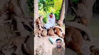 Monkey mama short monkey animals funny animallover cute song music hindisong bollywood [upl. by Assile]