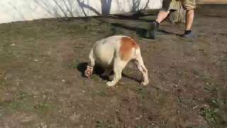 London  English Bulldog Puppy for sale [upl. by Acsisnarf38]