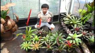 自由之森 Free Forest 鶯歌鳳梨介紹bromeliadsvrieseas introduction [upl. by Attenwahs]