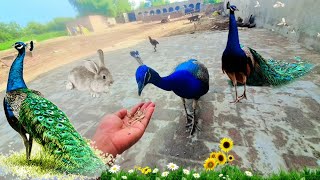 Peacocks Eating food in hand  mor ko khorak dana  peafowl feeding  peacock feeding [upl. by Nivre]