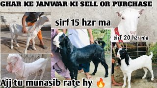 Ajj tu munasib rate ka maal or gulabi bakre  September 3  mashallahgoatfarmawadh ghr ke janwar [upl. by Matusow374]