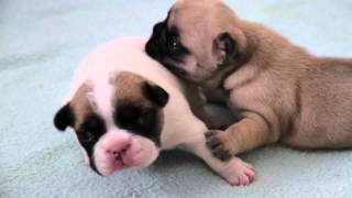 Französische Bulldoggen Welpen  2te Woсhe  French Bulldog Puppies two Week  щенки бульдога [upl. by Phylis985]