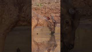 സ്വന്തം കൊമ്പ് പൊഴിച്ചു കളയുന്ന മാൻ wildlife latest deers animalssafaris malayalam [upl. by Joane]