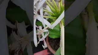 научное название文殊兰文殊蘭（學名：Crinum asiaticum）VID20240606062721 [upl. by Notsnorb522]