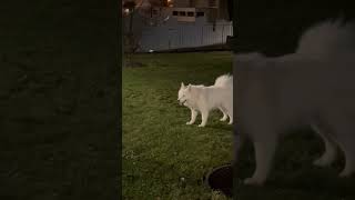 samoyede fight Casper vs Alice [upl. by Gibbie]