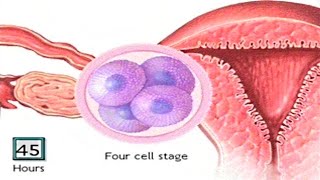 How The Embryo Develops After Fertilisation  Human Development Animation  Zygote Cell Division Vid [upl. by Mohorva378]