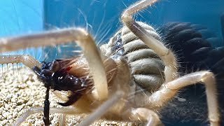 Huge Camel Spider VS Centipede [upl. by Aney]