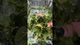 Anubias Nana Petite Bare Root 🔥 Aquarium Plant For Sale [upl. by Lucilia]