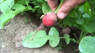 Cherry Belle Radish Harvest  Root Crops [upl. by Ttemme]