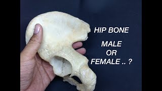 HIP BONE  GENDER DIFFERENCES [upl. by Eycal]