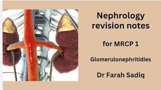 MRCP 1  revision notes  nephrology glomerulonephritis [upl. by Fachan]