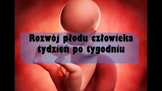 Rozwój płodu człowieka tydzień po tygodniu [upl. by Matilde]