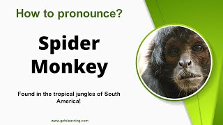 How to pronounce Spider Monkey in English correctly [upl. by Edris]