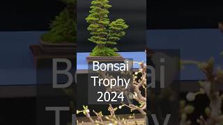 Preparing the Bonsai Trophy in Genk [upl. by Gosselin]