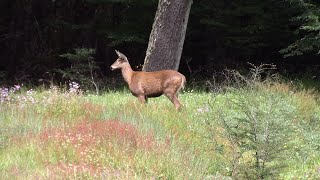 Huemul en la Carretera Austral 3 [upl. by Epilihp]