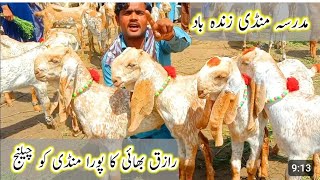 mudrasiya Mandi Pakistan update mashallah Mandi bahut khubsurat makkhi chini bakre Zafar Bakra TV [upl. by Ainotahs134]