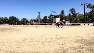 Gymkhana Horse Event for Beginners [upl. by Notlrac]