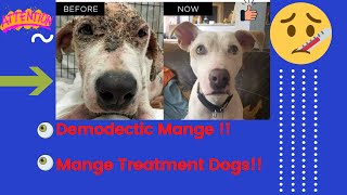 Demodectic mange  Mange treatment dogs  Dog mange treatment [upl. by Birgit600]