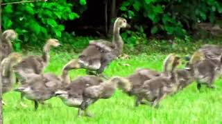 running goslings [upl. by Adnarom]