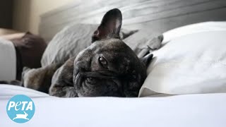 FlatFaced Dogs Suffer in Snoring Videos [upl. by Aible]