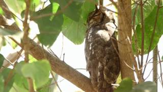 GREYISH EAGLE OWL Tuhkahuuhkaja Bubo cinerascensGambia [upl. by Bloch126]