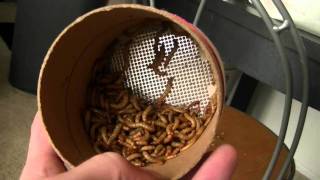 Fluker Farm Insect Review [upl. by Orlanta914]