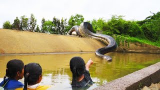 15 World’s Biggest Snakes Ever Found [upl. by Snowman]