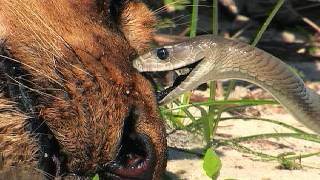 Black Mamba vs Dead Lion 02 Time Lapse Speed x2 [upl. by Bertilla]