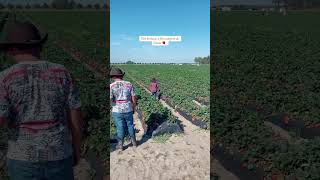 Fuimos a los campos de fresas 🍓 field farm florida subscribe [upl. by Asamot274]