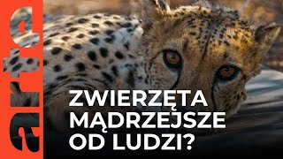 Czy zwierzęta są mądrzejsze od nas  ARTEtv Dokumenty LEKTOR [upl. by Anirav415]