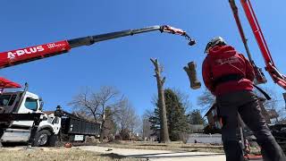 Fassi 600 Grapplesaw Truck Remove 2 Oak Trees [upl. by Venditti]