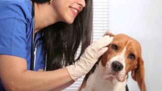 EpiOtic Ear Cleanser for Dog and Cat Ear Infections [upl. by Joela]