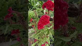 Celosia Cristata commonly Known as Cockscombas the flowers resemble the head on a rooster flowers [upl. by Eimar]