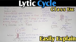 Lytic Cycle Of Bacteriophage Fully Explained In Urdu  Class 11 Biology [upl. by Nnyltiac262]