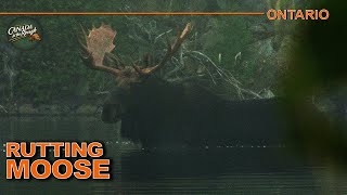 Up close with Northern Ontario Moose EPIC Encounters  Canada in the Rough [upl. by Alded3]