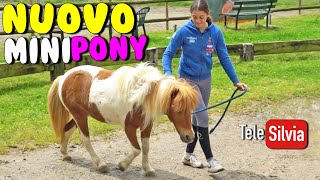 TI PRESENTO IL NUOVO MINIPONY DELLA SCUOLA [upl. by Anema]