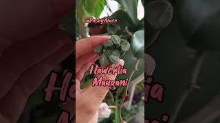 haworthia suculents beautifulplants plants [upl. by Madox487]