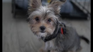 Morkie Puppy [upl. by Haik]