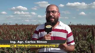 El sorgo aumenta rindes y usos en todo el país [upl. by Llevrac]