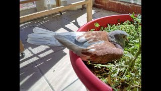 F1 Speckled Pigeon X Ringneck dove HybridTiti Coo sound [upl. by Gipps]