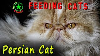 Feeding Persian Cats And Kittens 🐶 🐒 🐼 Persian Cat Food How To Feed Cat Correctly [upl. by Nerb]