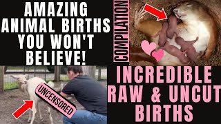 Amazing ANIMAL BIRTHS You Wont Believe RAW UNCENSORED amp UNCUT Incredible Animal Births Compilation [upl. by Andromede]