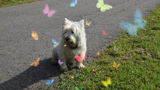 West Highland White Terrier Westie Bobby A beautiful garden [upl. by Ritchie557]