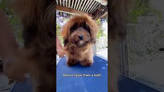 Properly Brushing Havanese Puppy [upl. by Ahsatak]