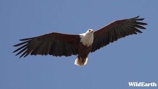 A soaring Sunday  SafariLIVE Sunrise  08 September 2024 [upl. by Coleen]