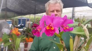 Cattleya breeding and hybridizing in Brazil  Introduction [upl. by Elwina54]