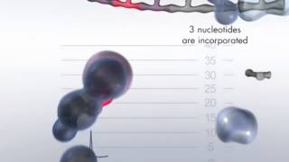 The Pyrosequencing Reaction Cascade System [upl. by Delmar347]