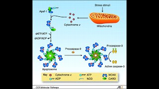 Apoptosis Pathway Intrinsic Pathway Part 2 Apaf1 Apoptosomes and activation of caspases [upl. by Yelyac]